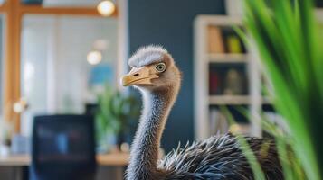Curious ostrich in an indoor setting with greenery photo
