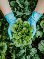 Growing fresh lettuce in a home garden with care and precision photo
