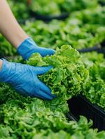 Hands in blue gloves harvesting fresh lettuce in a green field photo