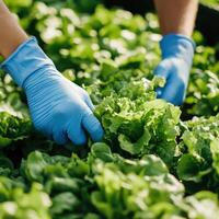 Harvesting fresh lettuce in a sustainable farm setting during daylight photo