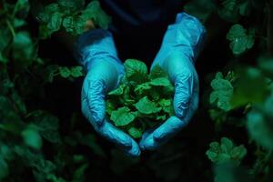 Hands gently hold vibrant green plants in lush surroundings photo