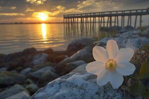 Sunset over calm waters with white flower in foreground near wooden pier photo