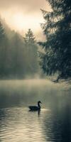 Serene duck swimming in a foggy forest lake at dawn photo