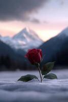 Red rose blossoming in snow with majestic mountains in the background photo