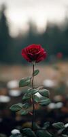 Red rose standing alone in a serene garden during twilight hours photo
