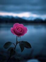 Beautiful pink rose in front of a serene lake during twilight hours photo