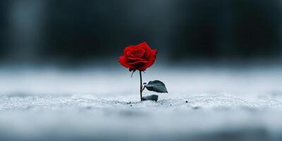 Vibrant red rose stands resilient in a frost-covered landscape photo