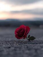 Single red rose lying on the ground during sunset in a serene environment photo