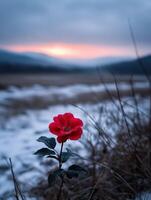 Red flower blossoms in snowy landscape during twilight hours photo