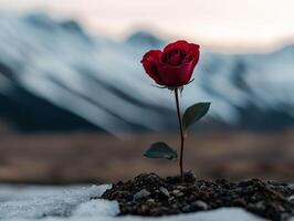 rojo Rosa floreciente en contra cubierto de nieve montañas a oscuridad foto