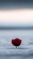 Red rose stands alone on sandy beach at dusk with soft waves in background photo