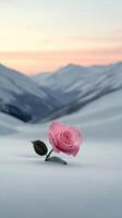 Pink rose blooming in snow-covered mountains during sunset photo