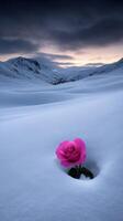 Vibrant pink rose blooming in snowy landscape during twilight hours photo