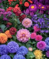 Vibrant garden filled with colorful flowers in full bloom during summer photo