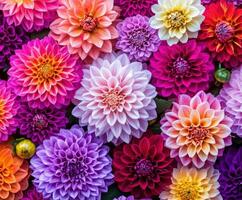 Colorful array of dahlia flowers in vibrant shades and unique patterns photo