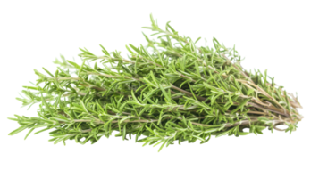 Fresh Rosemary Bunch with Delicate Leaves Perfect for Gourmet Cooking and Herbal Remedies. png