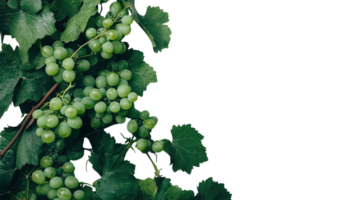 A Lush Fresh Green Grape Vine Showcasing Ripe Grapes Perfect for Wine Production and Culinary Usage in Inviting Settings. png