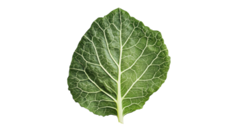 A Fresh Green Kale Leaf with Visible Veins for Culinary and Nutritional Use in Recipes, Health Blogs, and Dietary Guides. png