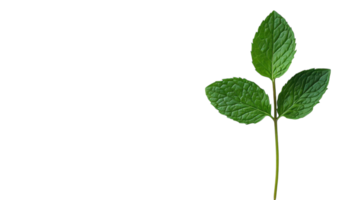 Fresh Green Mint Leaf for Culinary and Health Use with Vibrant Color and Texture. png