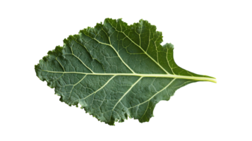 High-Quality Image of a Fresh Kale Leaf with Curly Edges Perfect for Health and Food Blogs, Nutritional Articles, and Cooking Recipes. png
