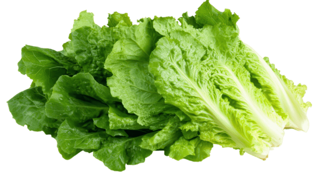 vibrante Fresco lechuga romana lechuga para sano cocinando, ensaladas, y rico en nutrientes comidas en culinario creaciones png