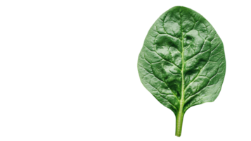 Close-Up Image of a Fresh Spinach Leaf Showcasing Its Natural Veins Ideal for Health and Cooking Projects. png