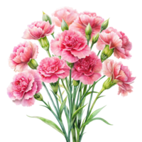 pink carnations on transparent background png