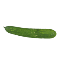 fresco verde pepino isolado em transparente para culinária usar png