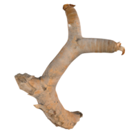 Gnarled tree root isolated on transparent for artistic display png
