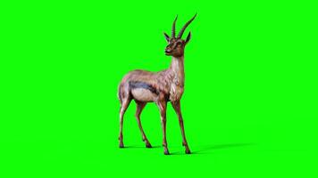 Idle Motion of A Graceful Gazelle isolate on green background. 3d Illustration movement of A Graceful Gazelle Survival in the Wild. video