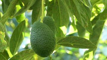 Harvest manually a natural hass avocado fruit in avocado tree video