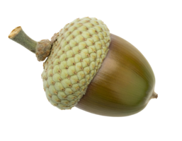 closeup of a single green acorn on isolated background, natural oak seed with detailed texture for autumn and botanical concepts png