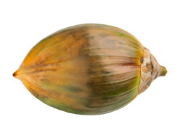 closeup of fresh coconut husk with green and brown tones on isolated background, tropical fruit detail for nature, food, and botanical concepts png