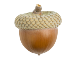 closeup of a single brown acorn with textured cap on isolated background, natural oak seed for autumn and botanical concepts png