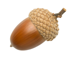 macro closeup of brown acorn with textured cap and small stem on isolated background, natural oak seed for autumn, woodland, and nature concepts png
