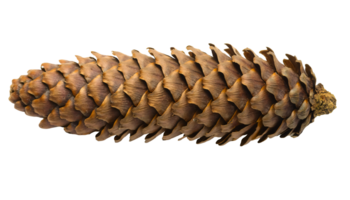 pinecone isolated background, close-up of natural pine cone, dried woody cone detail, rustic nature element, brown cone texture png