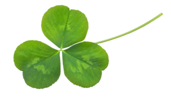 green three-leaf clover on isolated background, close-up lucky shamrock leaf, botanical clover leaf structure, natural green foliage with stem, high-resolution plant photography isolated png