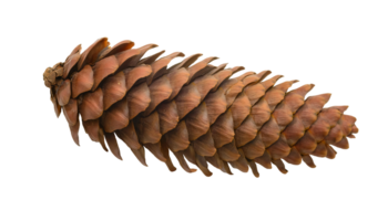 close-up pine cone isolated background, brown natural pinecone texture, dried woody seed cone detail, rustic forest element png