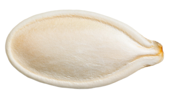 single white pumpkin seed macro close-up with smooth texture on isolated background, raw healthy seed for cooking and nutrition, isolated background png