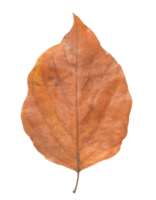 dry brown leaf isolated background, autumn season nature element for botanical and design projects png