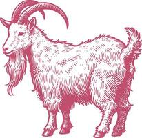 Charming and Lifelike Illustration of the Irish Goat, Highlighting Its Hardy Nature and Unique Features vector