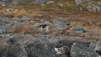 Two stray dogs, lost in wilderness of northern tundra, are drinking from cold river that flows over rocks, trying to quench their thirst. video