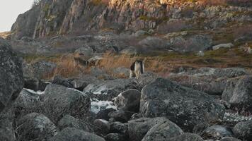 Several feral stray dogs were searching for food in wild of northern wilderness. They came to mountain river with its rushing stream to drink. video