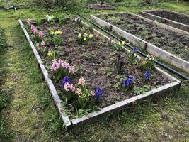 garden bed with blooming primroses, spring gardening theme photo