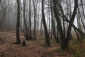 gloomy forest, black tree trunks without foliage, white fog falling photo