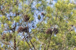 Twigs of pine trees with green needles and cones brown bark on a blue sky background in summer in a park photo