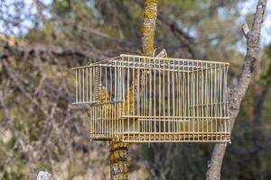 An empty metal bird cage with the open door is hanging on a brown tree on a sunny day photo