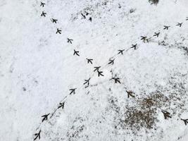 Bird tracks on the white snow. The concept of a frosty winter. photo
