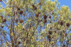 Twigs of pine trees with green needles and cones brown bark on a blue sky background in summer in a park photo
