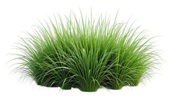 Close-up view of multiple vibrant green grass tufts, isolated against a pure transparent background. png